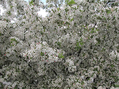 Spring buds on DownTown trees