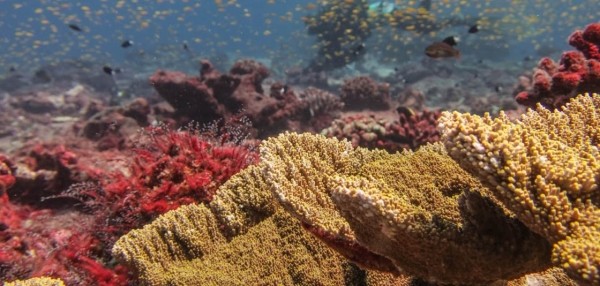 Pacific coral reefs
