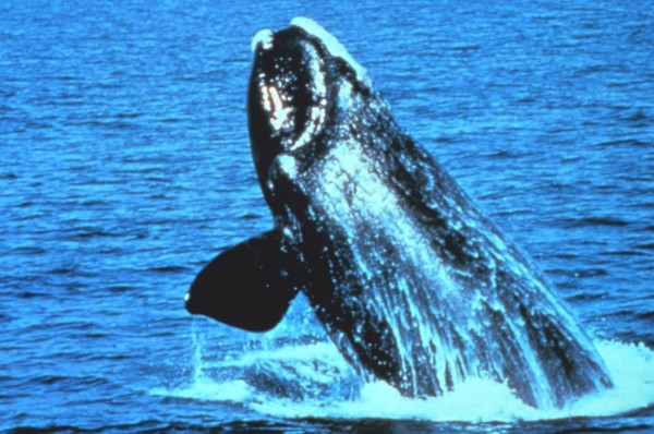 Atlantic whale