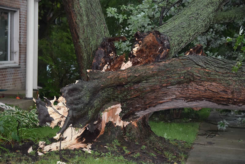 Torn stump of a fallen tree on Ash Street.