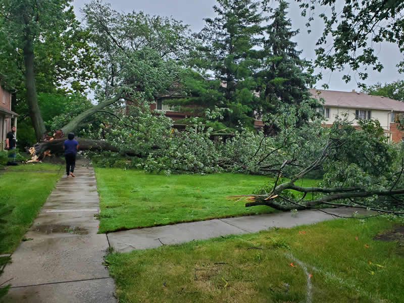 Neighbors discuss downed tree on Ash Street