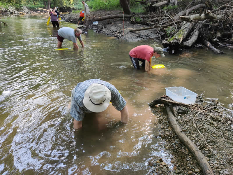 Volunteers looking for mussel populations in a stream. Illinois RiverWatch File Photo.