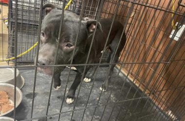 lost pit bull dog