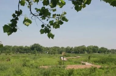 open wetlands with a wooden path running through it