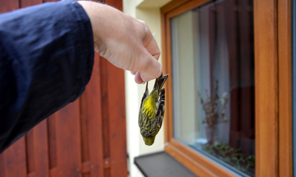 bird collisions, man holds dead bird near window