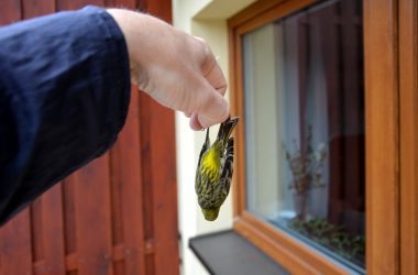 bird collisions, man holds dead bird near window