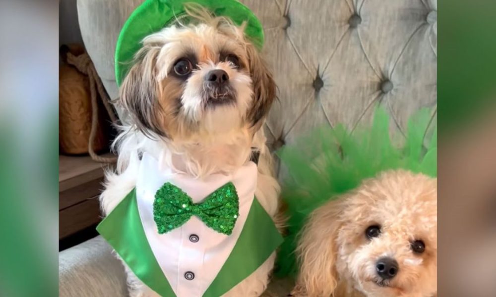 dogs are helping reduce stress