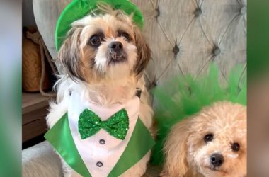 dogs are helping reduce stress