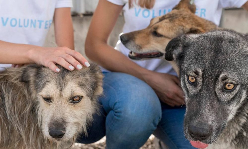 people playing with rescue dogs