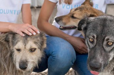 people playing with rescue dogs