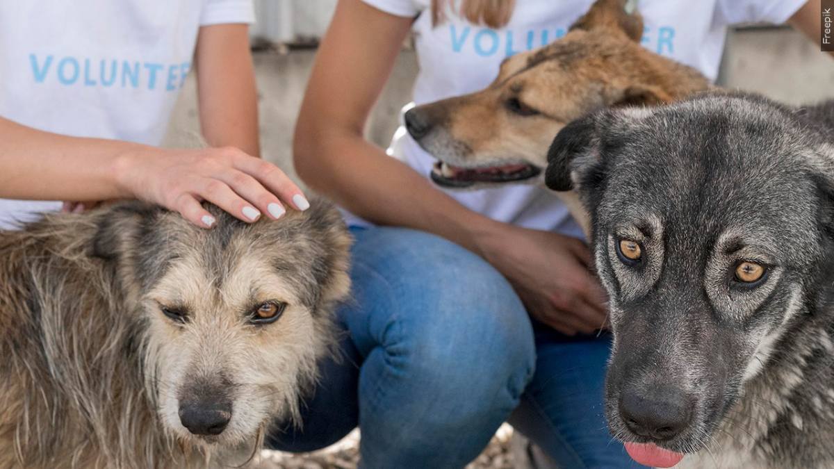people playing with rescue dogs