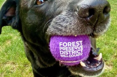 Pitch-in or pedal, dog with ball in mouth