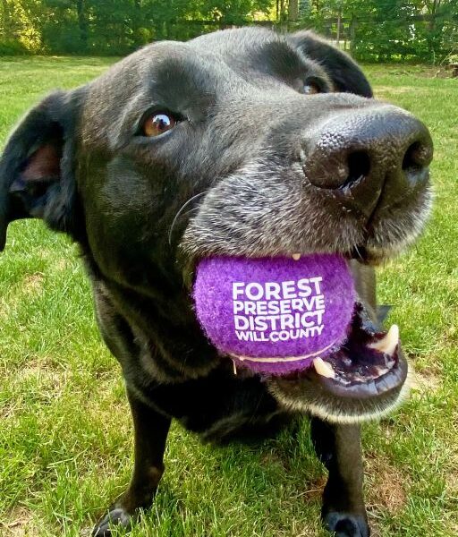 Pitch-in or pedal, dog with ball in mouth