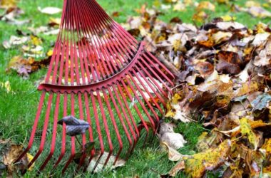 rake leaves