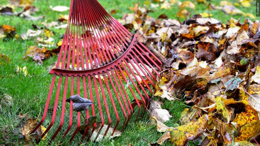 rake leaves