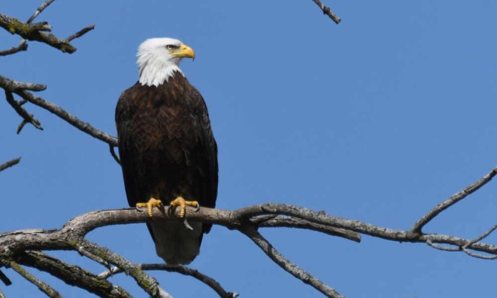 Bald Eagle, Eagle Watch