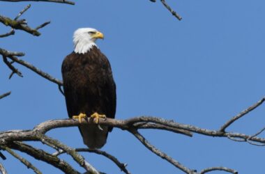 Bald Eagle, Eagle Watch