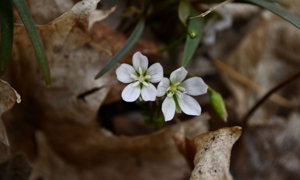 spring sunrises, springbeauty