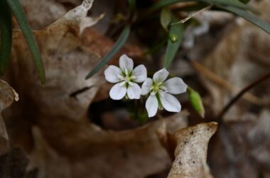 spring sunrises, springbeauty