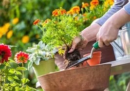 hands working on planting flowers