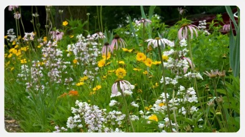 photo of wild grasses and flowers in a field