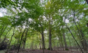 Summer Nature Walk