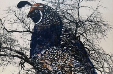 California Quail, America's state birds