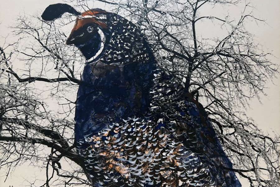 California Quail, America's state birds