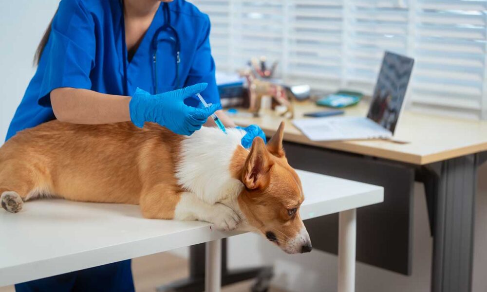 Vets and Pets rabies clinic