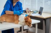 Vets and Pets rabies clinic