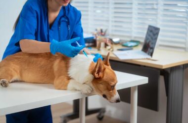 Vets and Pets rabies clinic