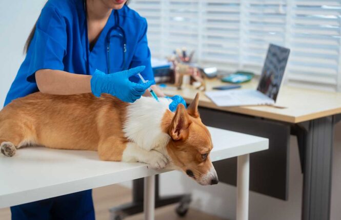 Vets and Pets rabies clinic