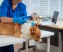 Cook County Announces Free 2026 Vets and Pets Rabies Vaccine and Microchip Clinics