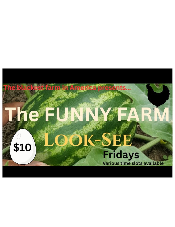 The FUNNY FARM Look-See