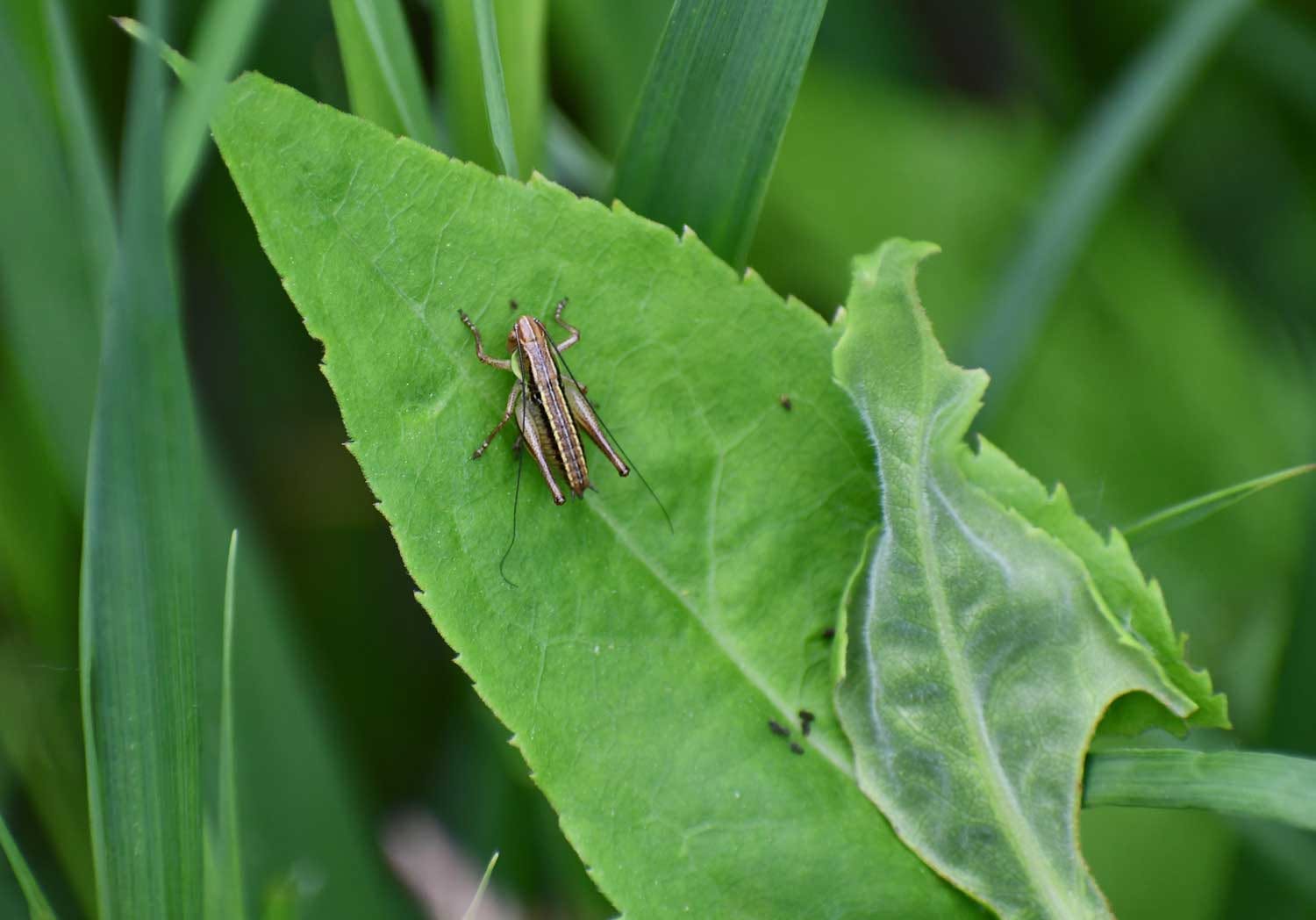 Sounds of Insects Night Hike