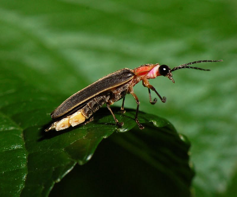 Fireflies Night Hike