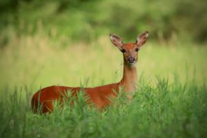 Nature Camp for Seniors: Mammals of Thorn Creek Woods