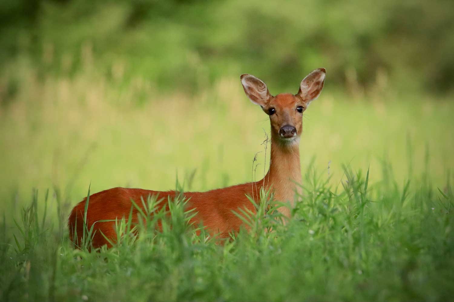 Nature Camp for Seniors: Mammals of Thorn Creek Woods