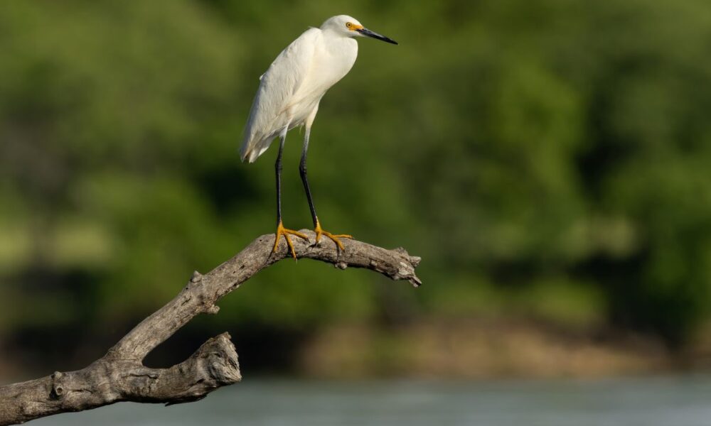Snowy Egret, white and yellow bird