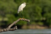 Snowy Egret, white and yellow bird