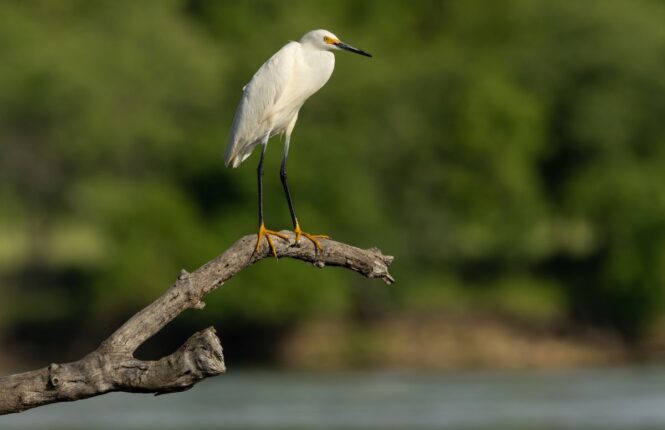 Snowy Egret, white and yellow bird