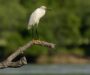 Wilmington Man’s Photo of Rare Snowy Egret Wins Forest Preserve Photo Contest